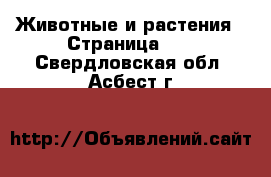  Животные и растения - Страница 21 . Свердловская обл.,Асбест г.